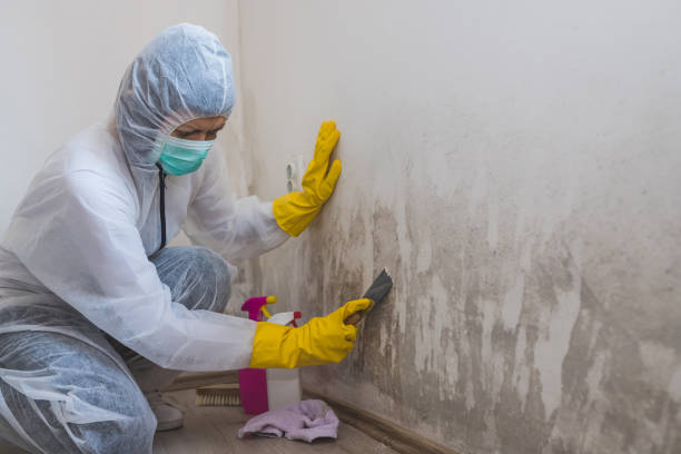 Best Water Damage & Mold Remediation  in Lford, MI