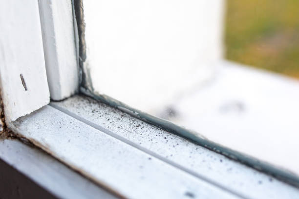 Best Crawl Space Mold Remediation  in Lford, MI