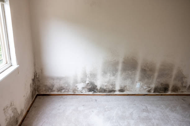 Best Crawl Space Mold Remediation  in Lford, MI