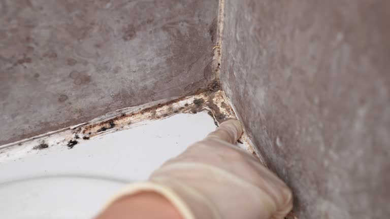 Best Commercial Mold Inspection  in Lford, MI